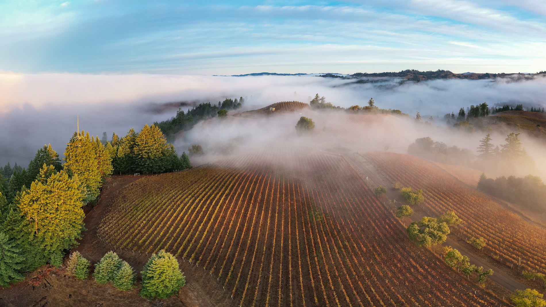 Hirsch Vineyard Sonoma Coast fog redwood trees