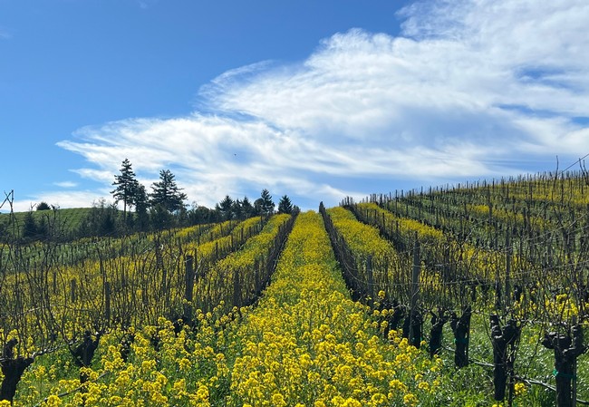 Hirsch Vineyards sonoma coast vineyard mustard flower