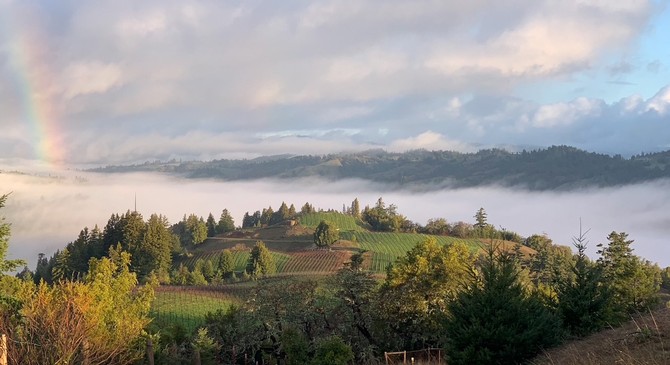 Hirsch Vineyards vineyard photo