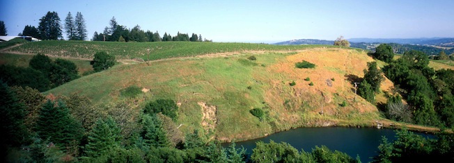 Vineyard at Hirsch Vineyards