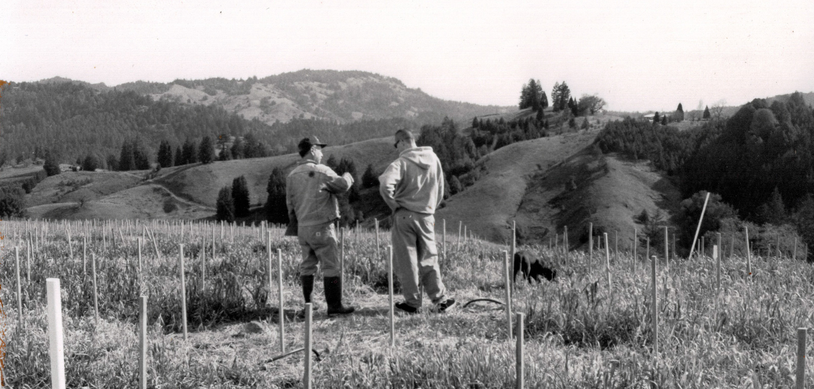 David Hirsch planting vines at Hirsch Vineyards